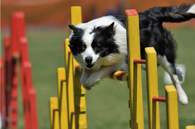 Border Collie jumping agility obstacle