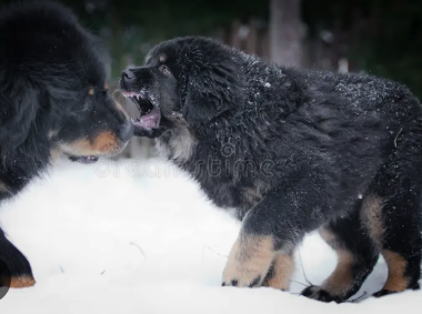 Powerful puppies in the snow — every champion starts in the kennel