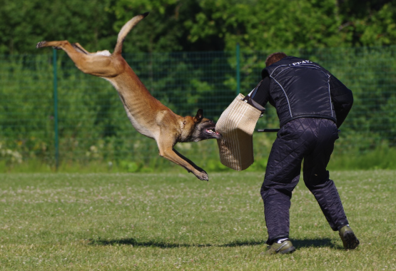 Malinois attacking bite sleeve in protection trial