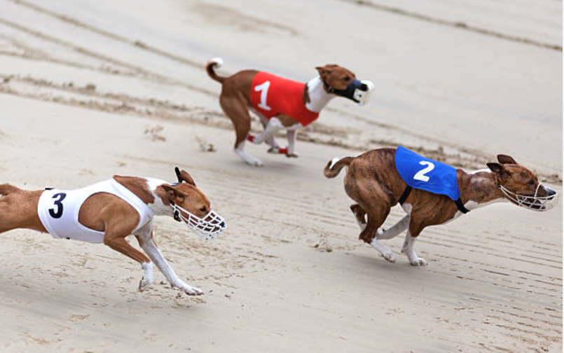 Numbered greyhounds racing on track