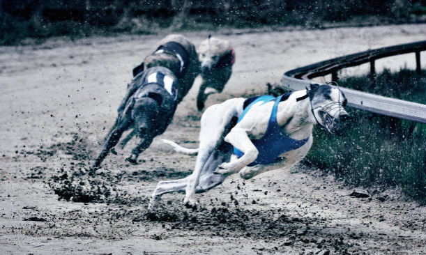 Greyhounds sprinting on track