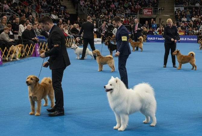 Westminster dog show competition ring